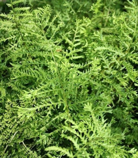 Dryopteris filix-mas 'Linearis Polydactyla'